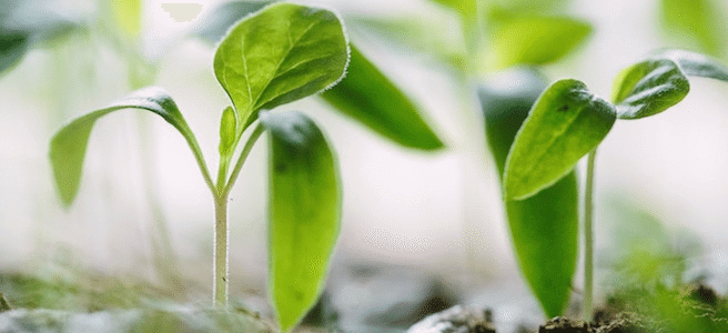l-t-emerging-businesses-direct