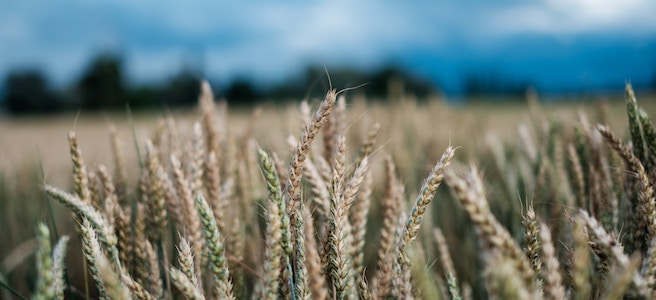 agri-stocks